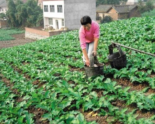 梦见农民在种菜
