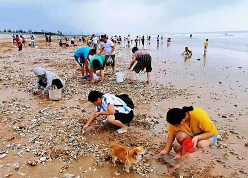 梦见海边捡海鲜