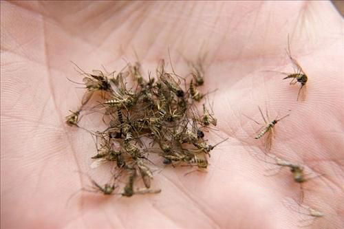 梦见打死许多蚊子