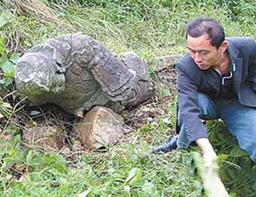 梦见乌龟分尸