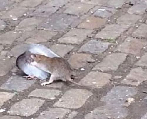 梦见死老鼠发臭