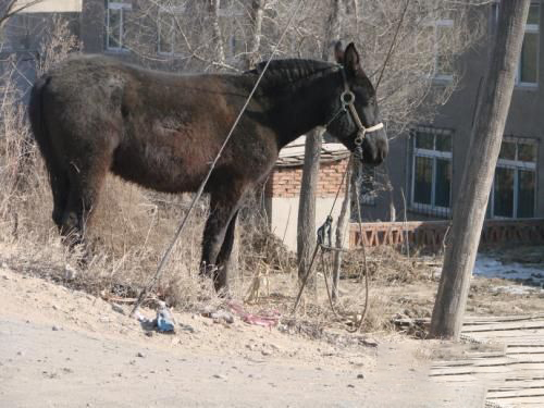 梦见骡马