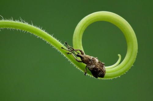 梦见小虫子