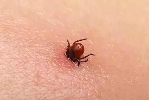 梦见的身上长虫