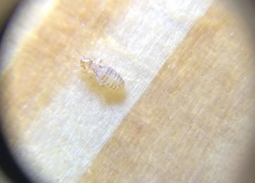 梦见屋子里全是虫