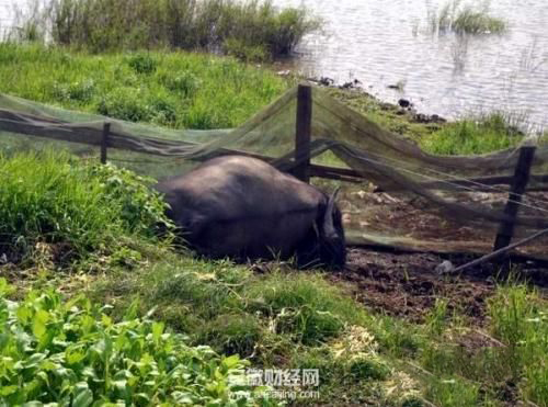 梦见很多死的牛