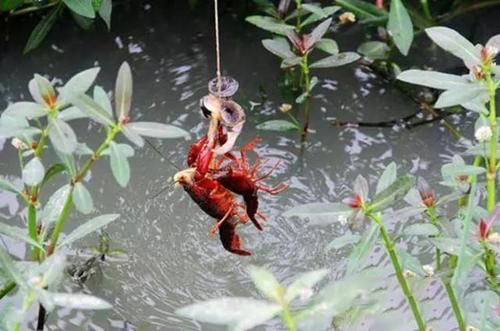 梦见钓龙虾