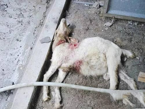 梦见死羊