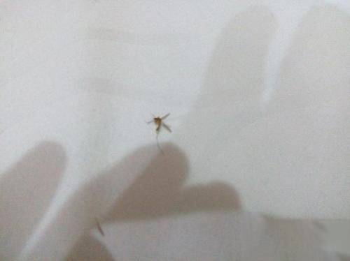 梦见厕所都是蚊子