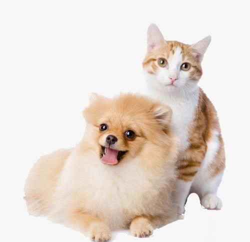 梦见小猫咪小狗