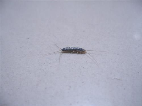 梦见小虫子爬在的身上