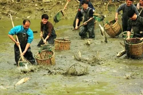 梦见捞虾