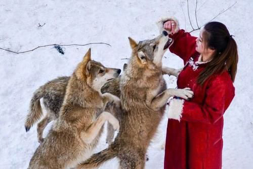 梦见狼和女人