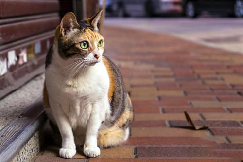梦见小猫咪