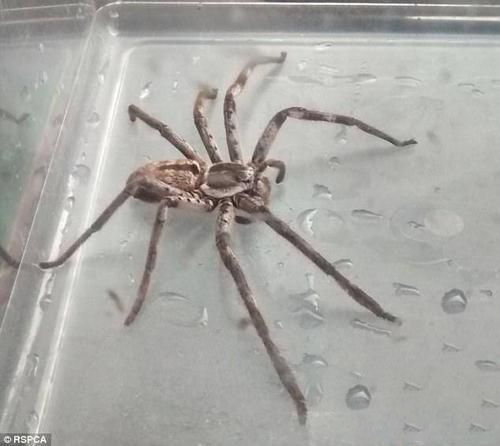 梦见蜘蛛爬到身上吓醒