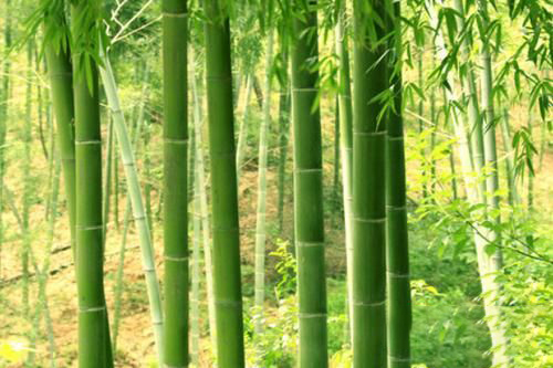 梦见竹子移地