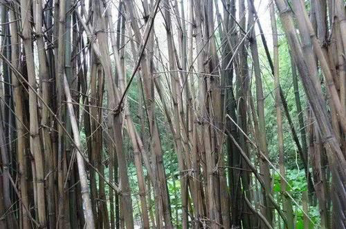 梦见竹子死了
