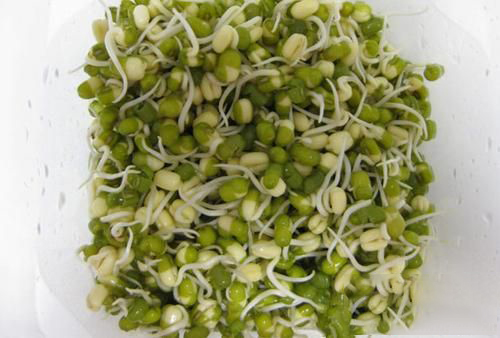 梦见豆芽发芽