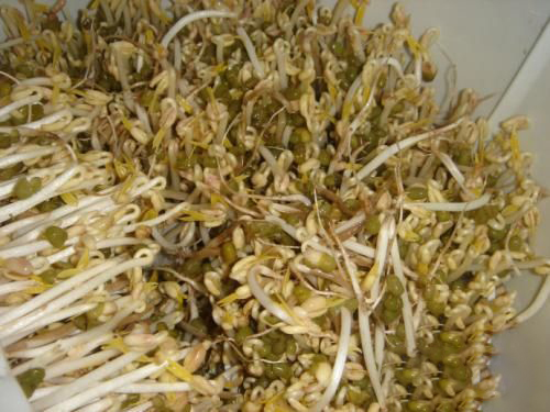 梦见豆芽烂掉