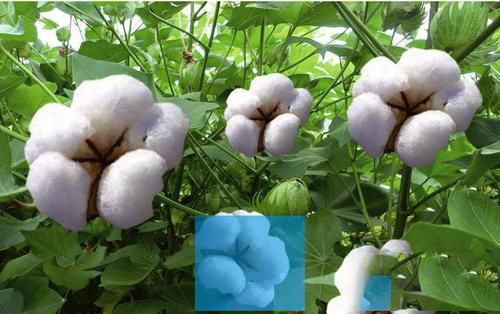 梦见棉花擦屁股