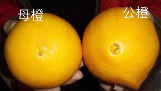 梦见吃特甜的橘子