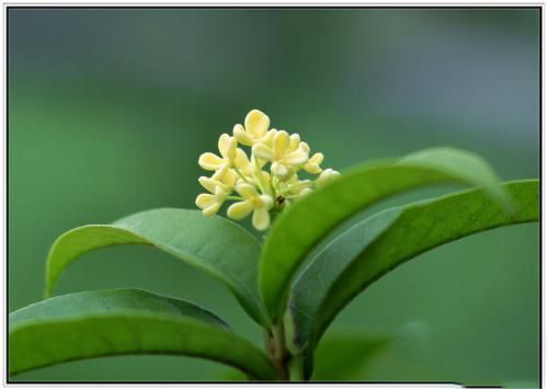 梦见月桂花