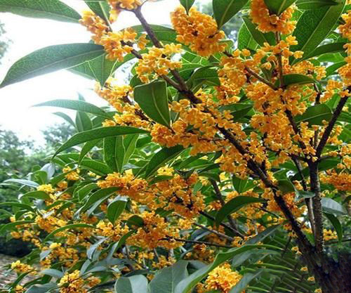 梦见桂花树