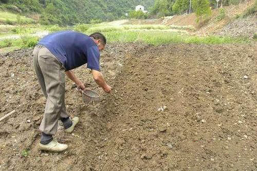 梦见坑里种花生