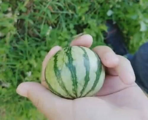 梦见田里爬满西瓜