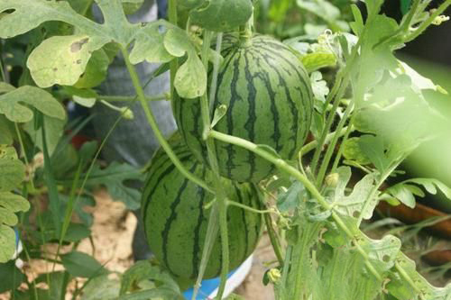 梦见在田里摘西瓜