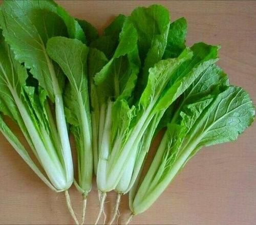 梦见绿色的小白菜
