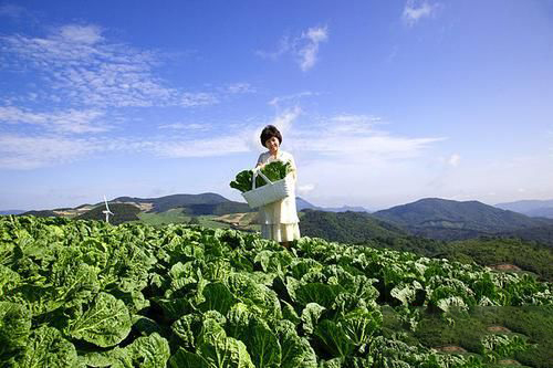 梦见种白菜