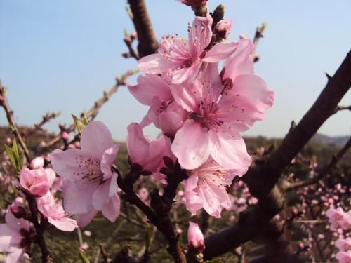 梦见桃花树开满桃花