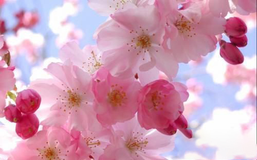 梦见粉色桃花