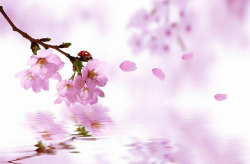 梦见走桃花运