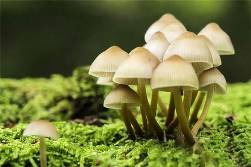 梦见阳台上长蘑菇