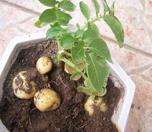 梦到土豆发新芽