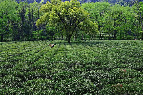 梦到自己摘茶叶
