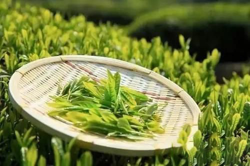 梦见茶叶被烧