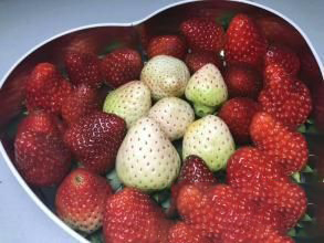 梦见黑草莓
