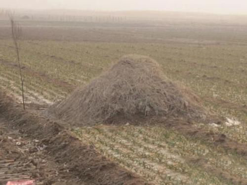 梦见田地有坟