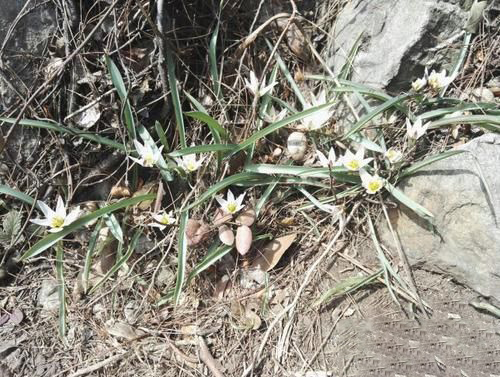 梦见坟上开白花