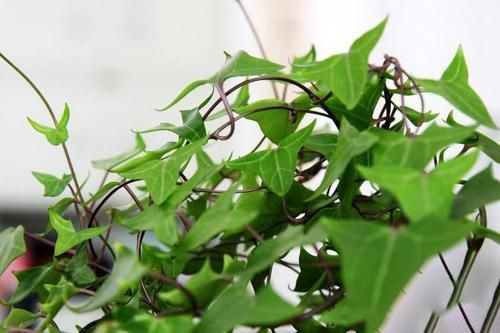 梦见移栽花