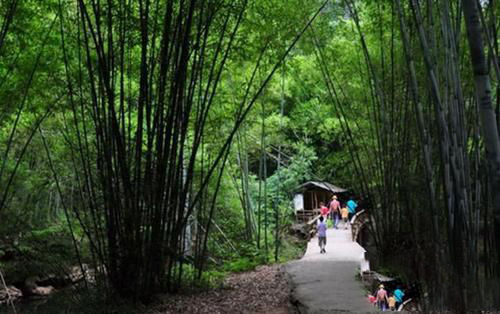 梦见去竹海旅游
