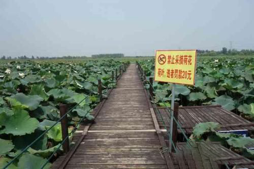 梦见采荷花啥意思