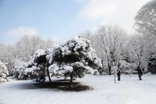 梦见一片白雪