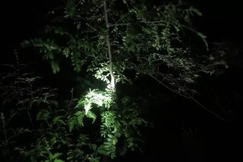 梦见夜里爬山