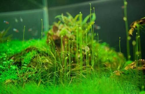 梦见水草