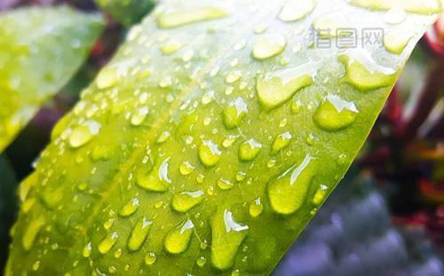 梦见下绿色的雨