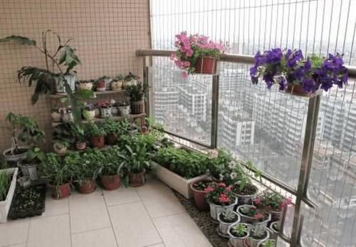 梦见阳台放着鲜花